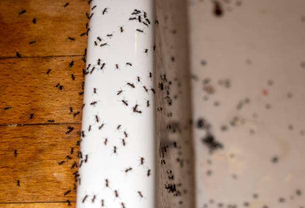 Best Pest Removal Services  in Sardis, MS