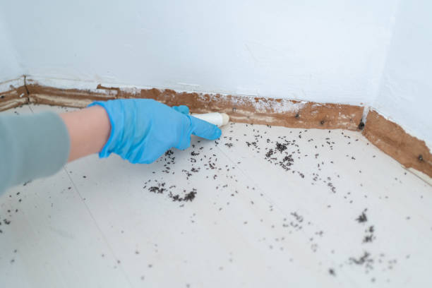 Best Bed Bug Extermination  in Sardis, MS